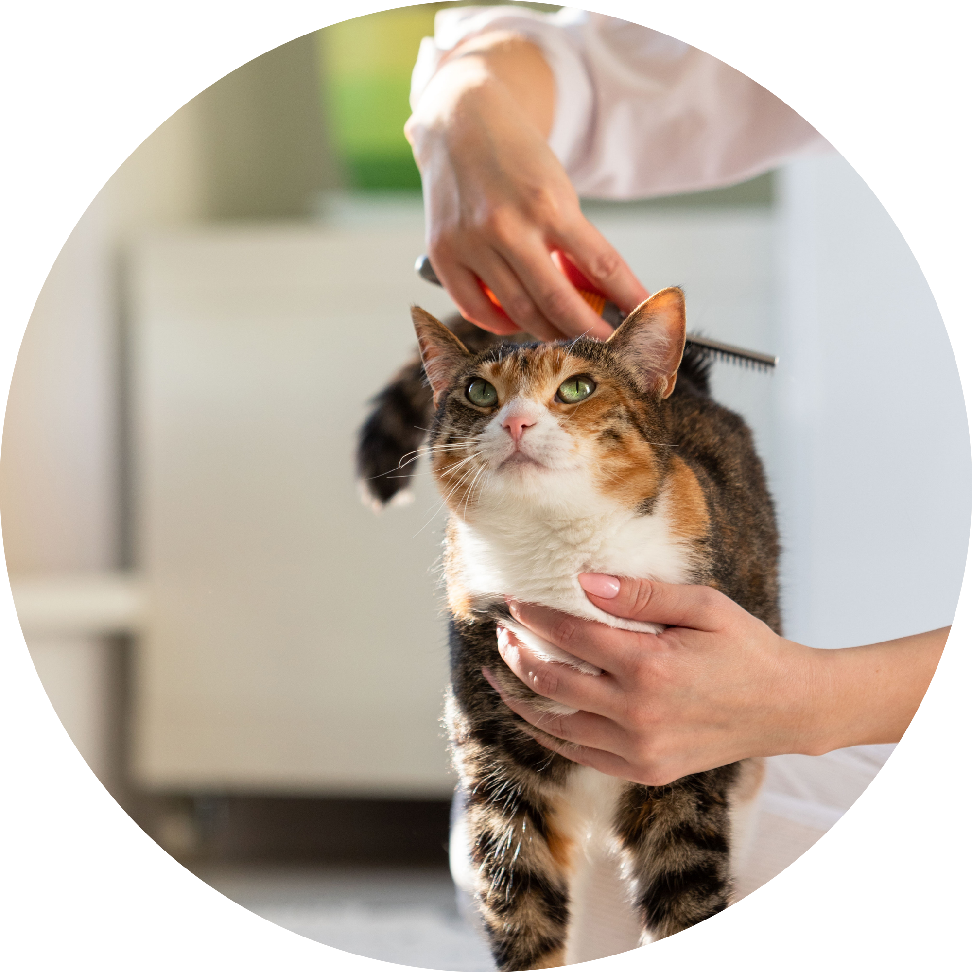 The Whisker Society in Oconomowoc, WI (5)