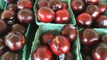Crest Haven Farm Market in Danville, PA (4)