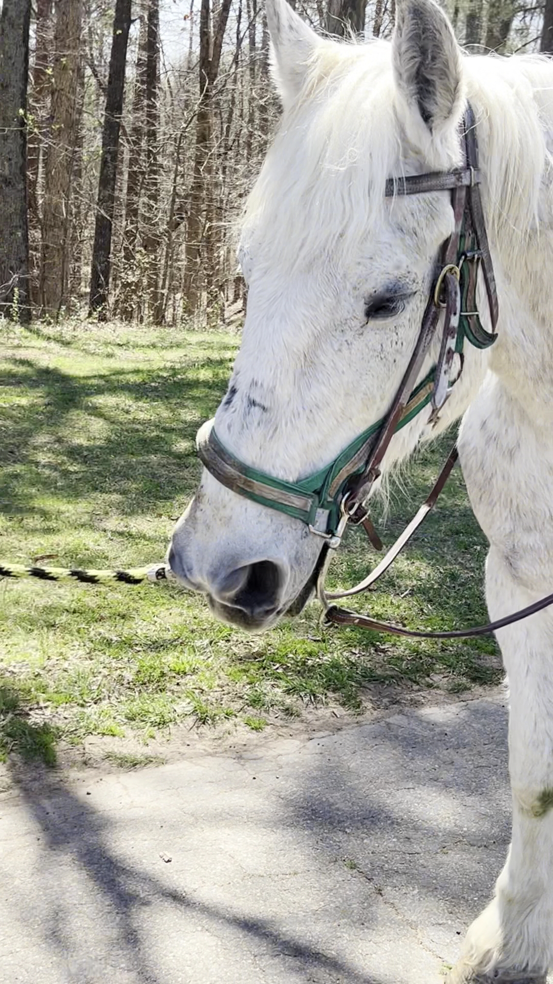 The Healing Chamber Farms in Davidson, NC (4)