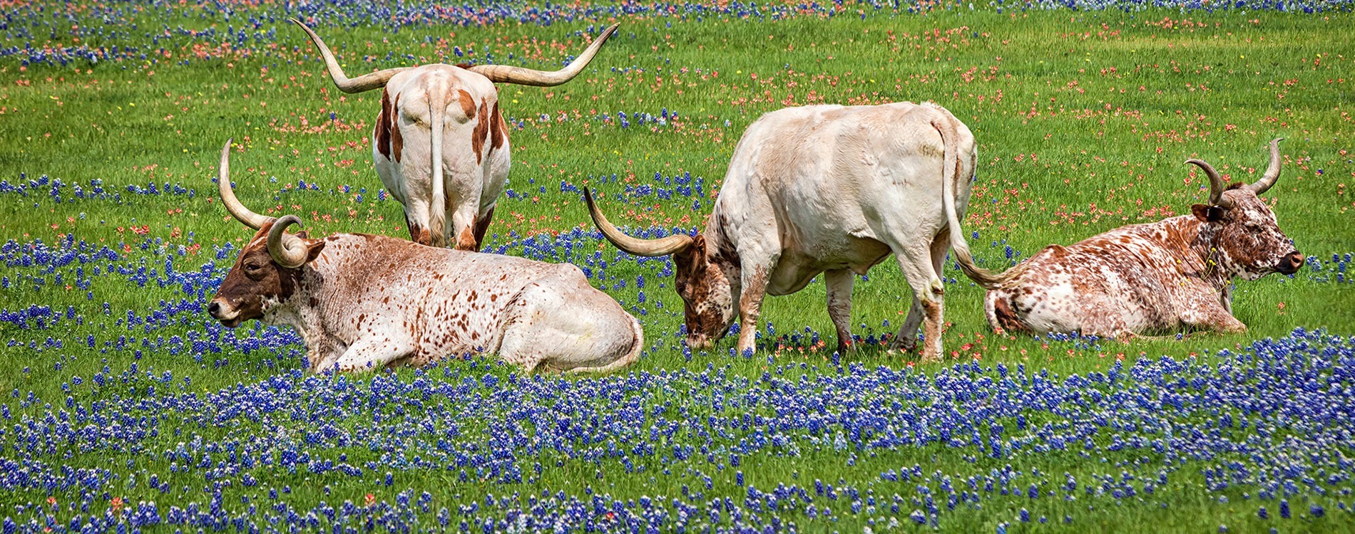 Guilott Realty, Inc in Bandera, TX
