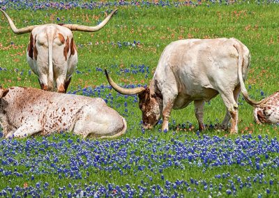 Guilott Realty, Inc in Bandera, TX (5)