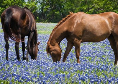 Guilott Realty, Inc in Bandera, TX (6)