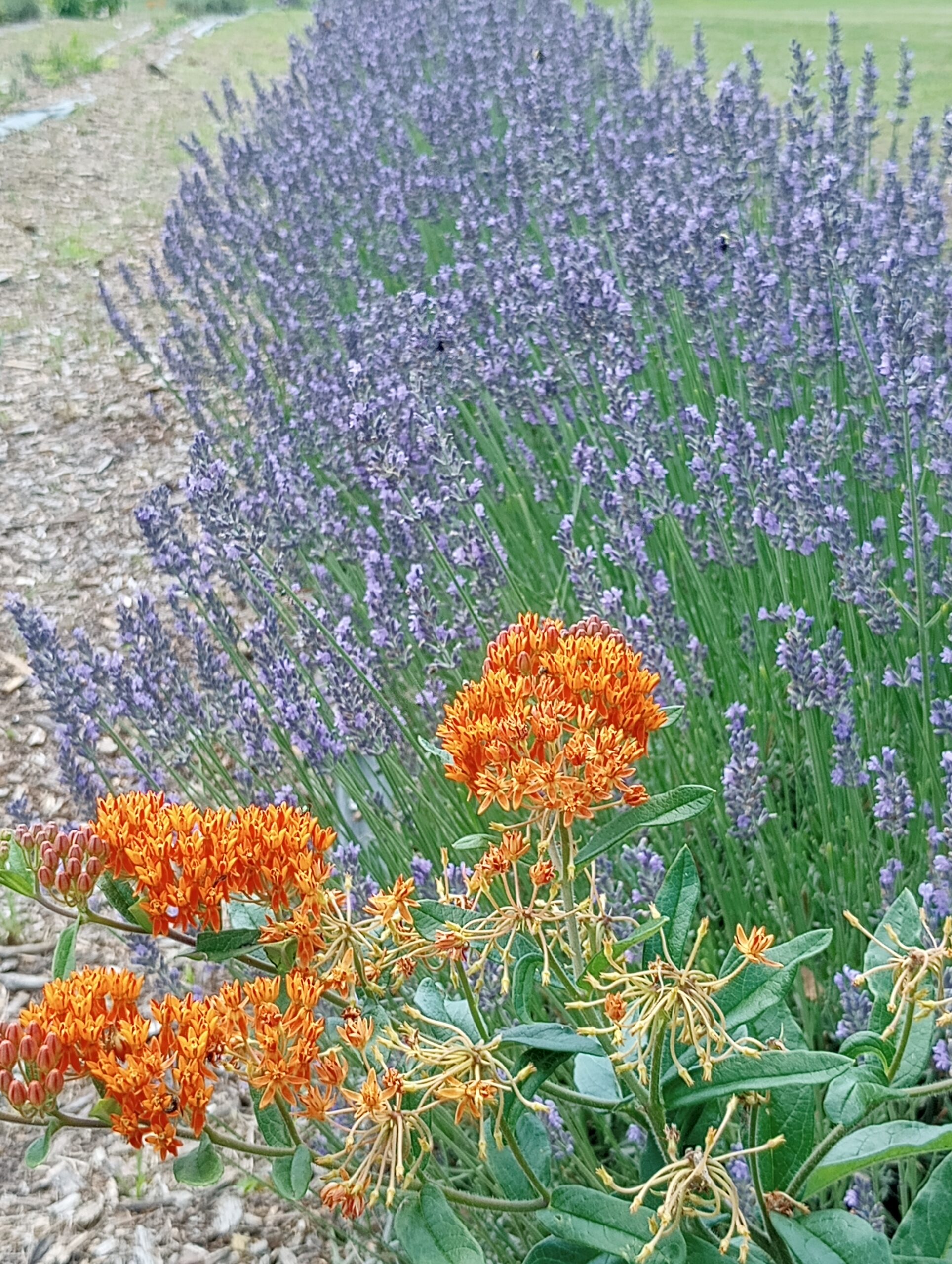 Quiet Hills Lavender Farm in Palmerton, PA (4)