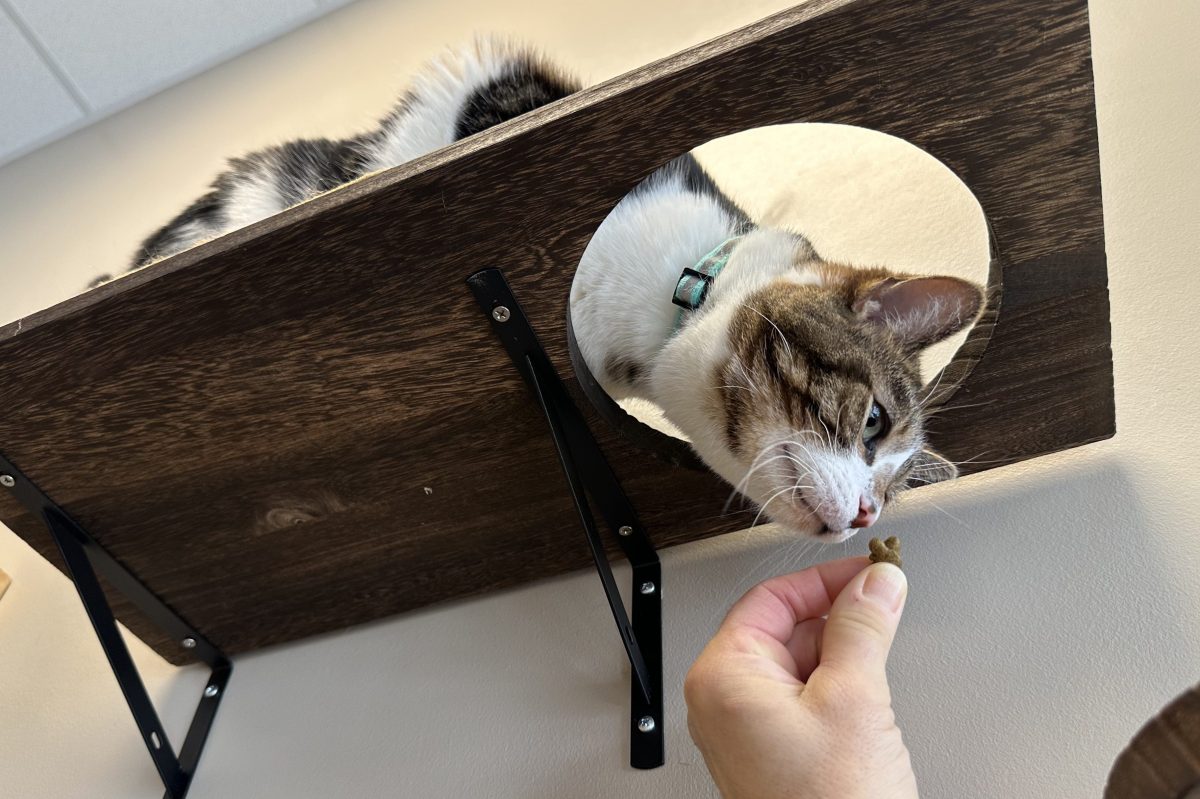 Black Forest Cat Café in Fort Wayne, IN (3)