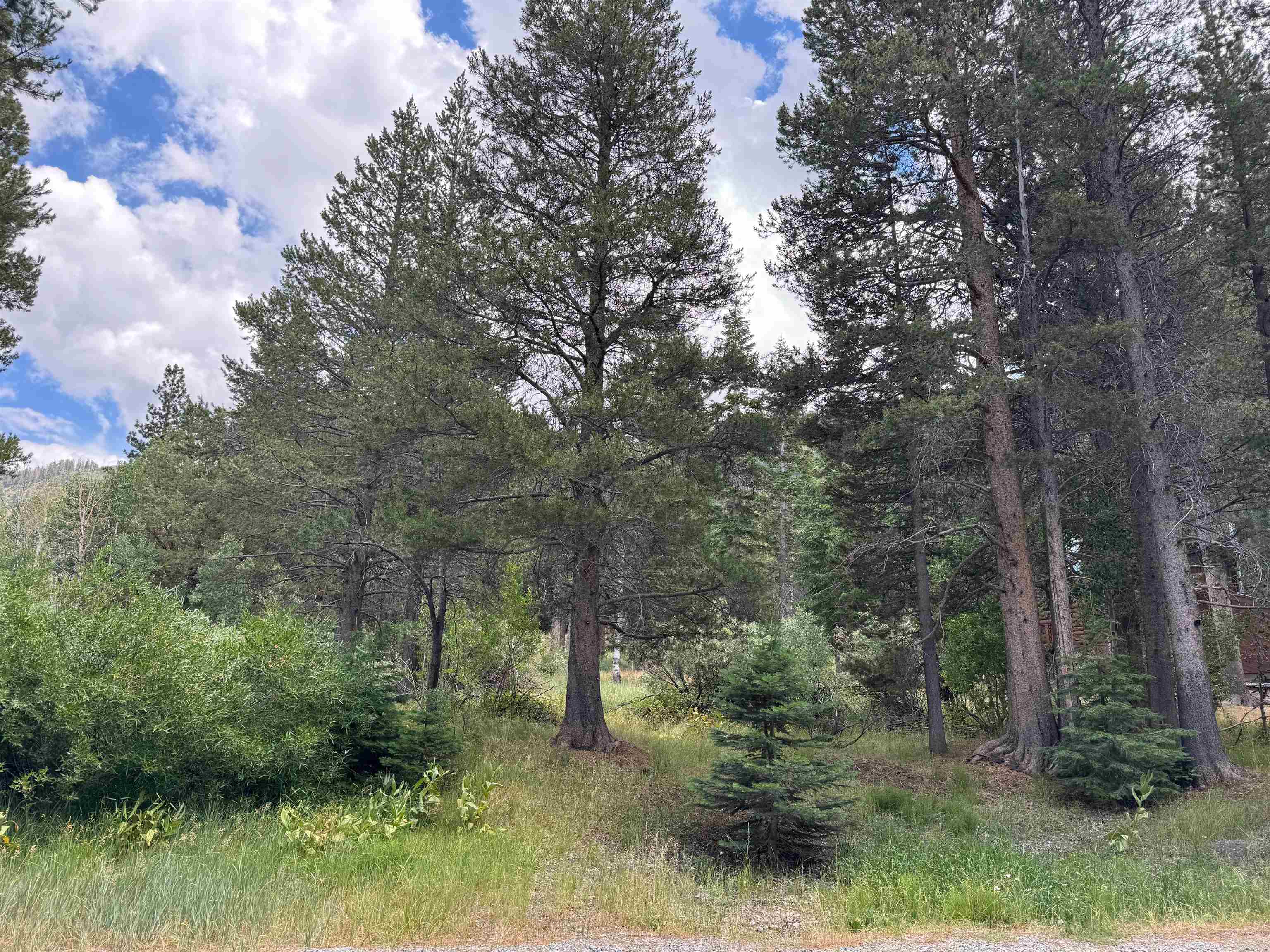 Destination Real Estate | Sonja Bush, Founder in Mammoth Lakes, CA