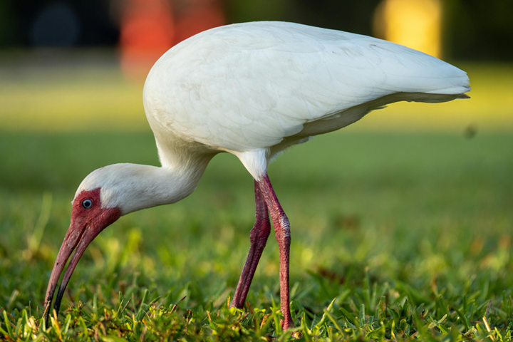 Ibis Notary Services- Mobile in Loxahatchee, FL (2)