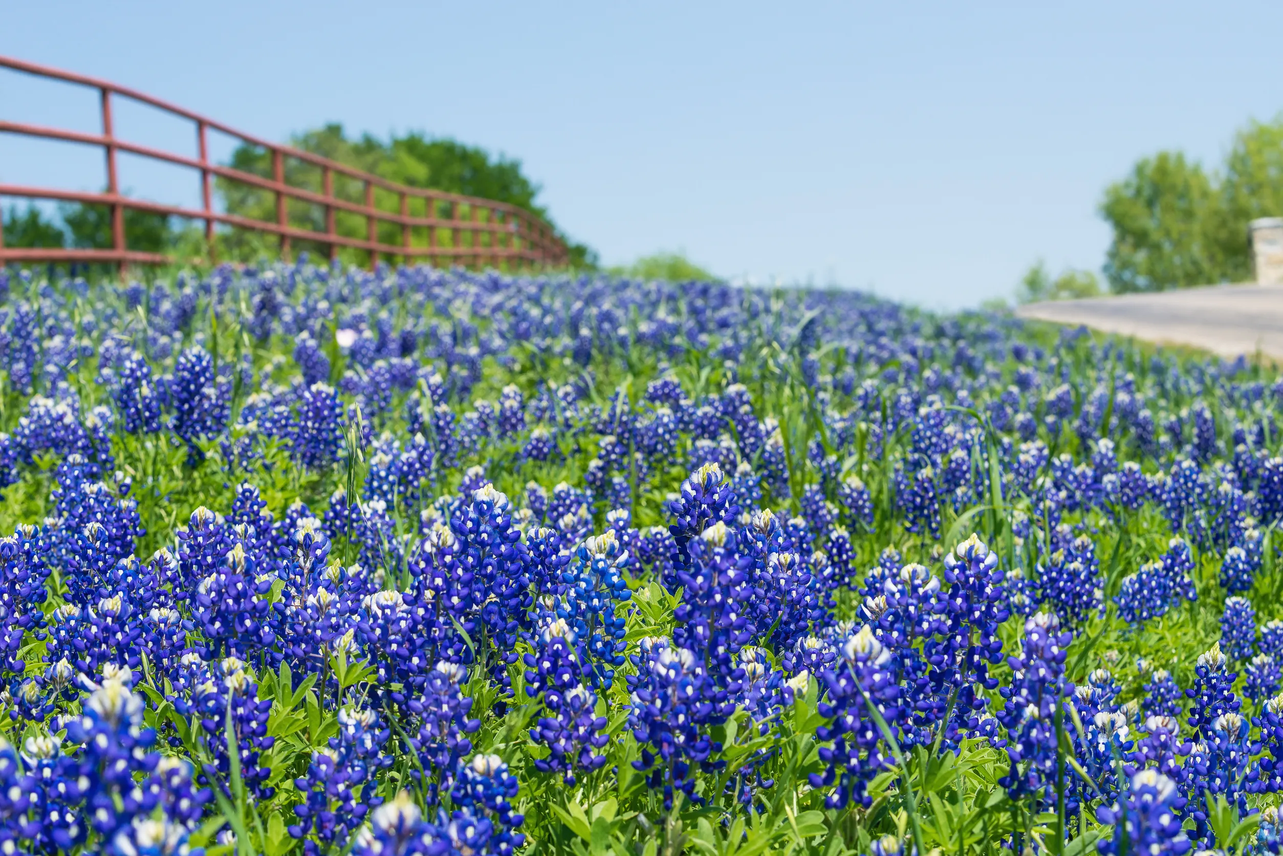 Express Automotive Service in Blanco, TX