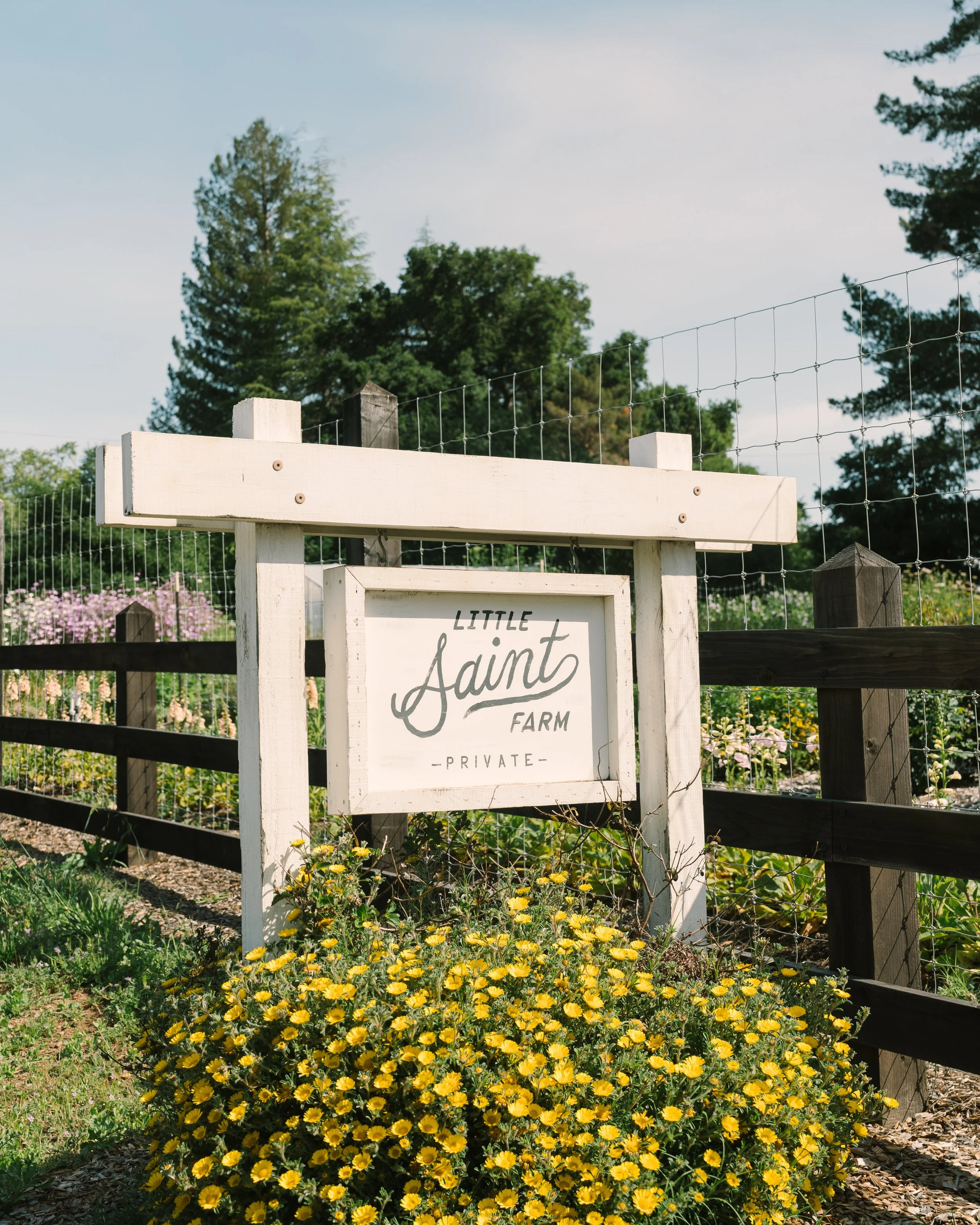 Little Saint in Healdsburg, CA (2)