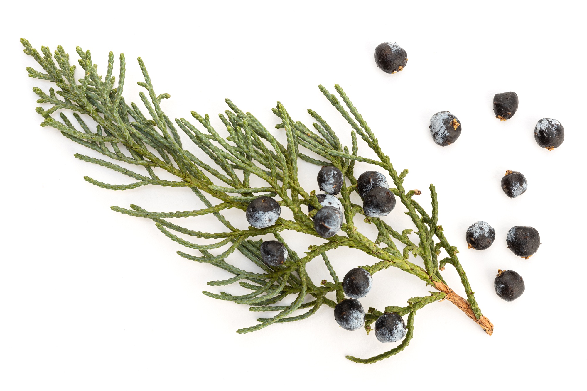 Junipers in Orrville, OH (4)