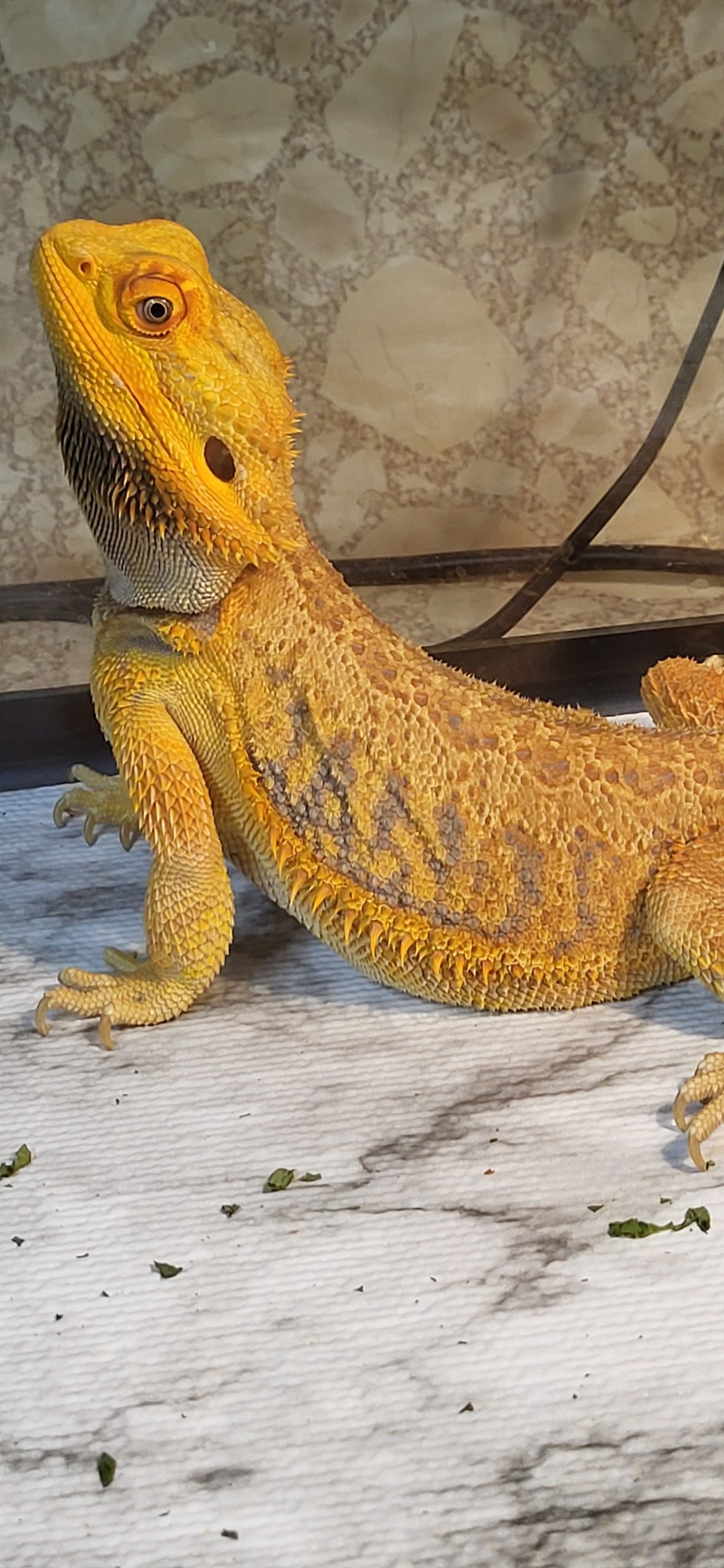 PET DEN in Nederland, TX