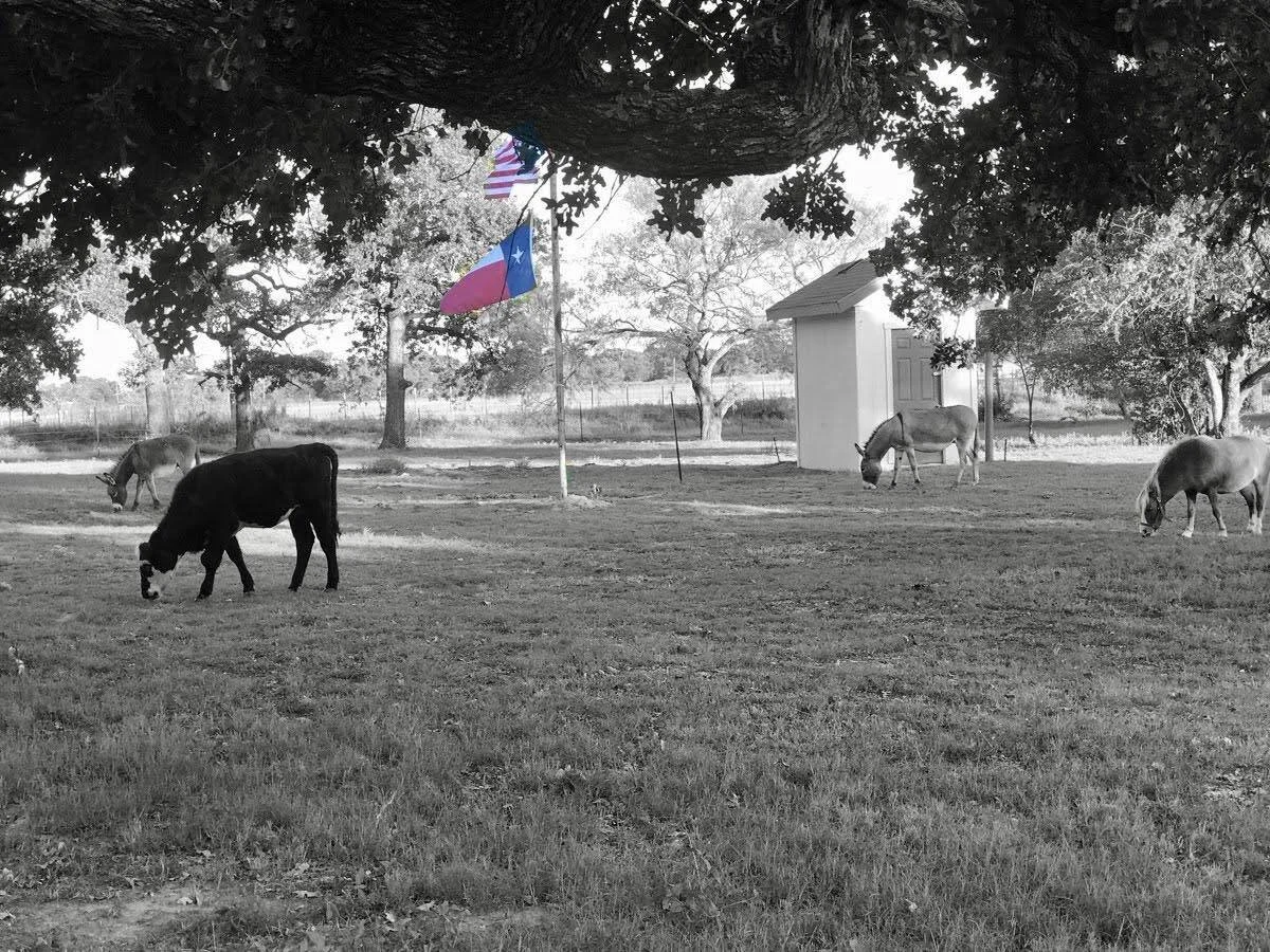 101 Feed in Bowie, TX