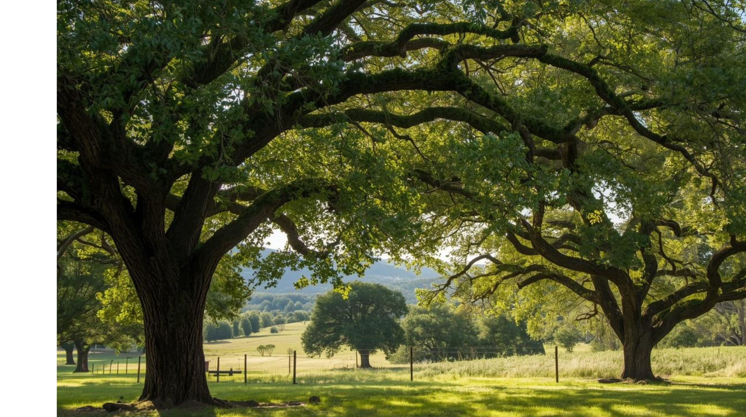 Victoria Morrison, REALTOR® in Marble Falls, TX