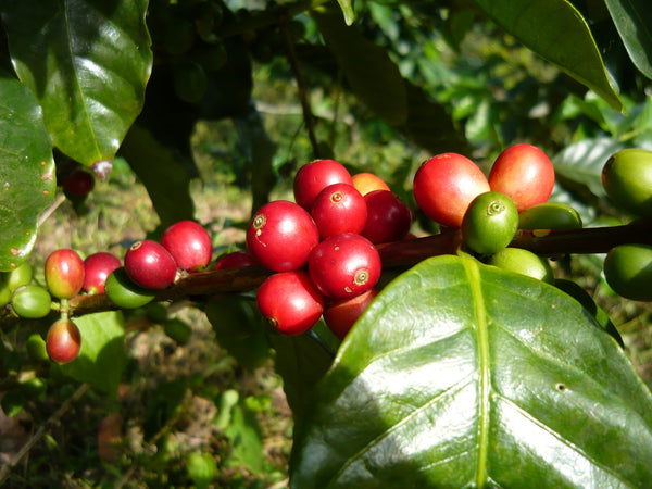 Black Powder Coffee in Mooresville, NC (4)