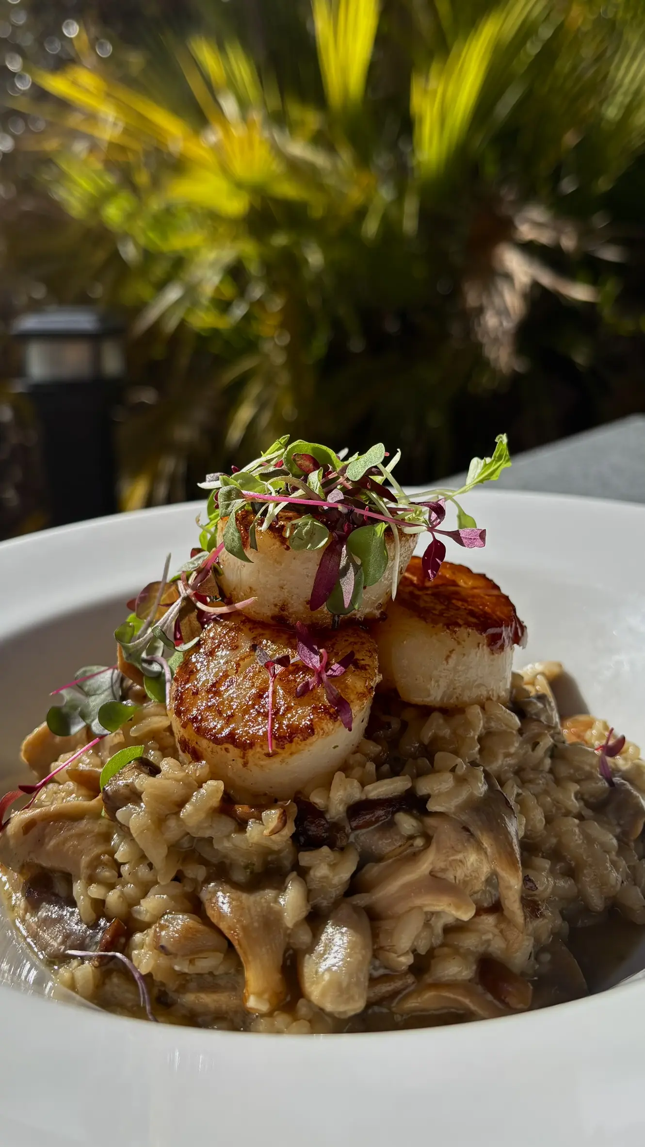 Sasha's On The Park in New Port Richey, FL (6)