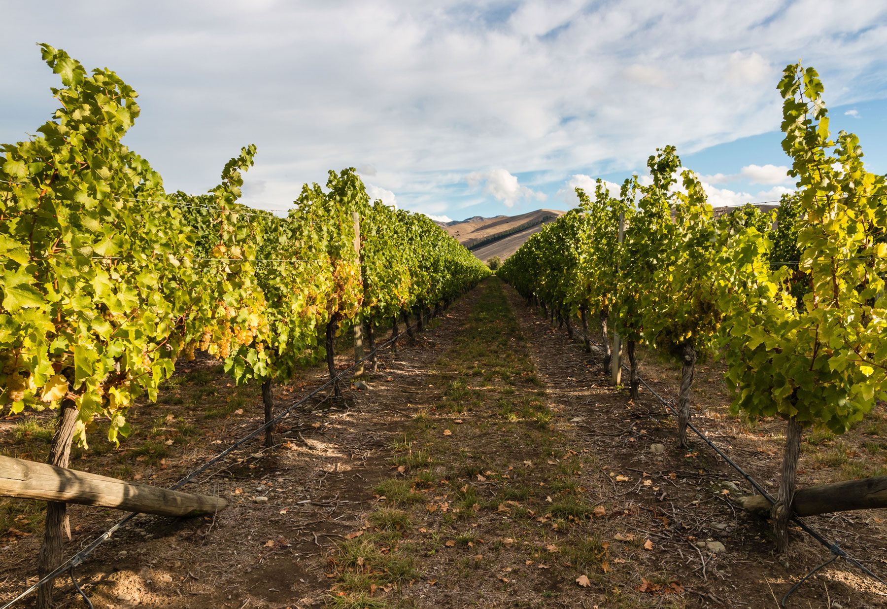 Delicato Family Wines Tasting Room in Manteca, CA