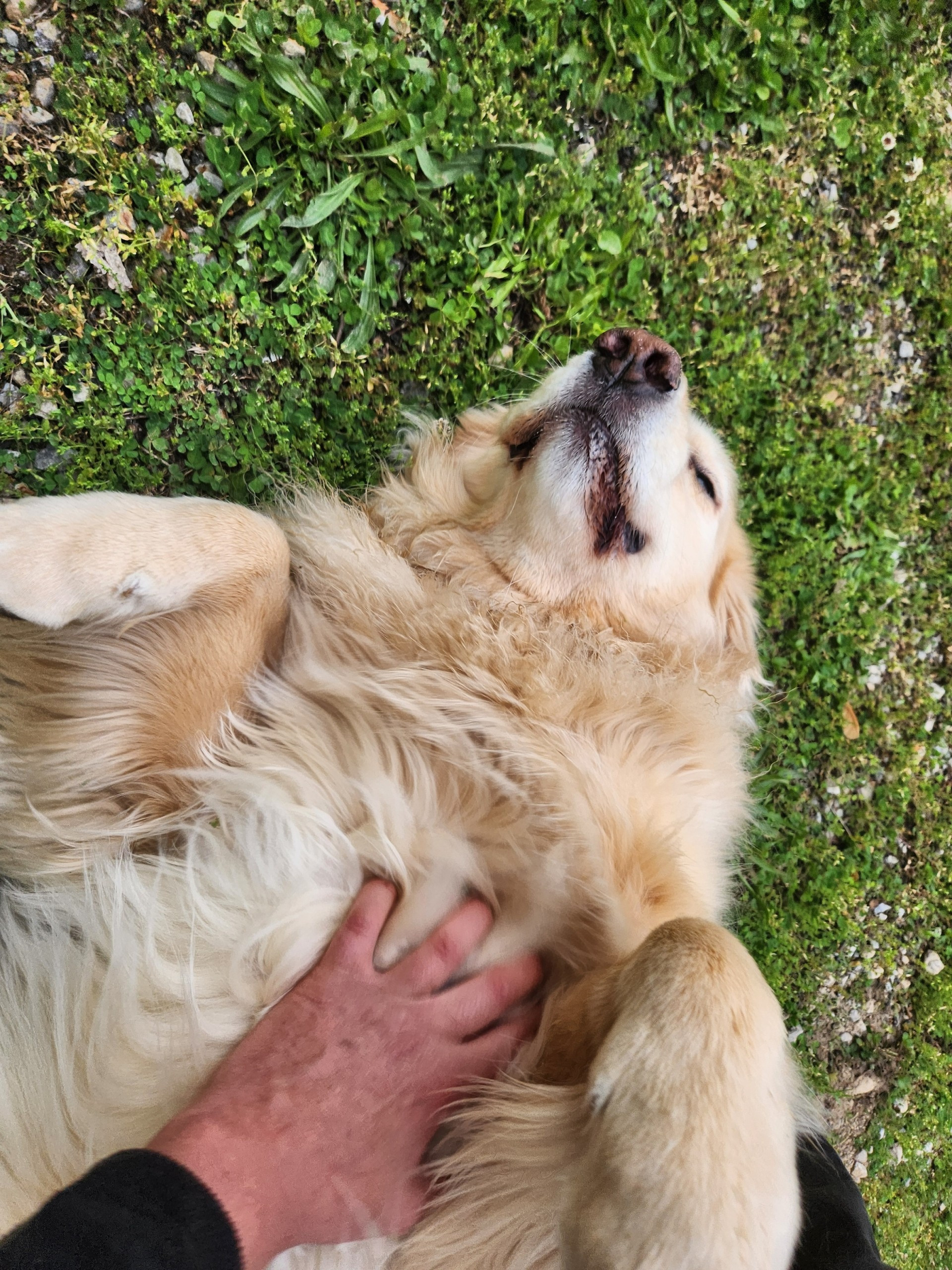 Custom Paws Pet Resort & Spa in Buckner, KY (2)