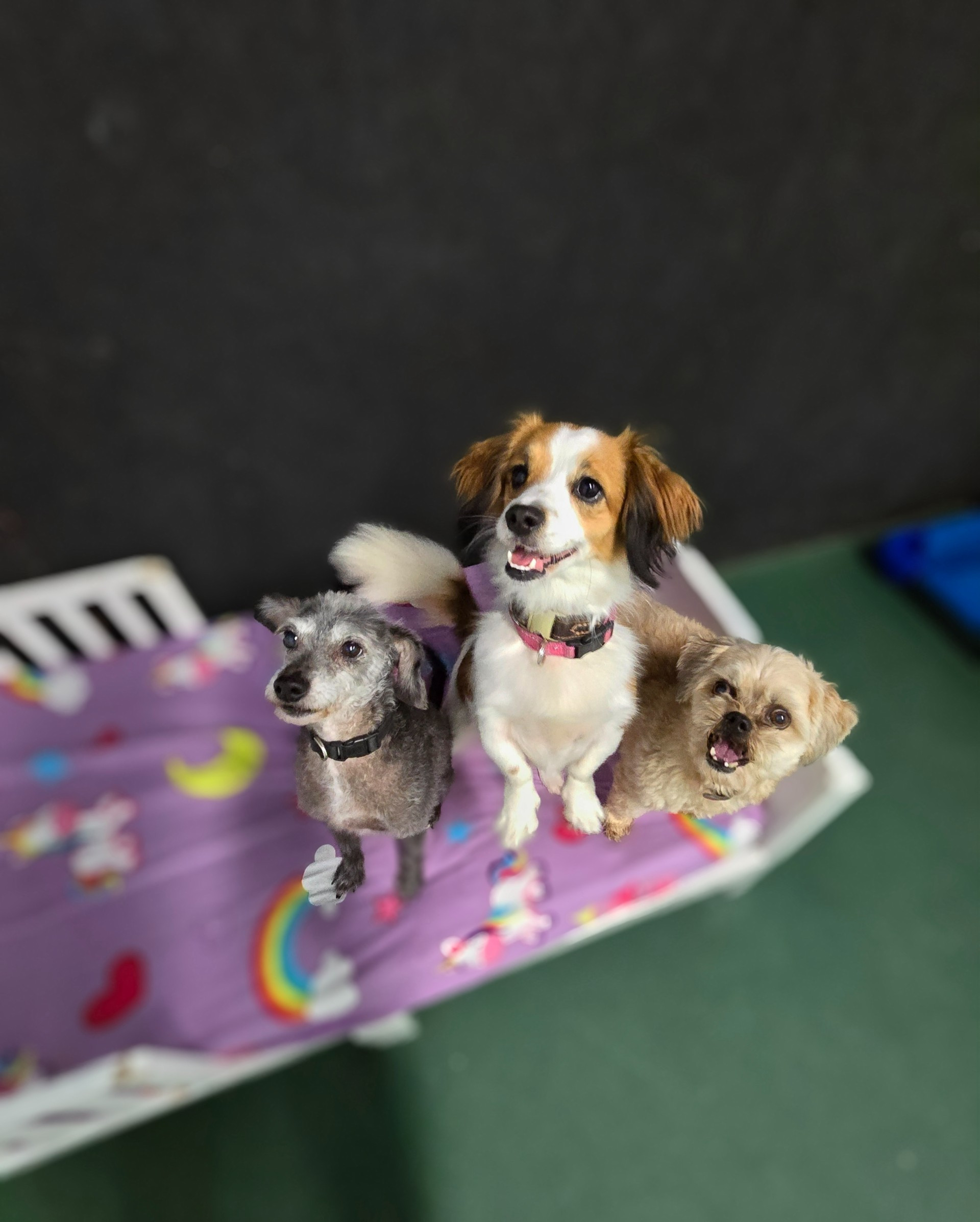 Custom Paws Pet Resort & Spa in Buckner, KY (3)