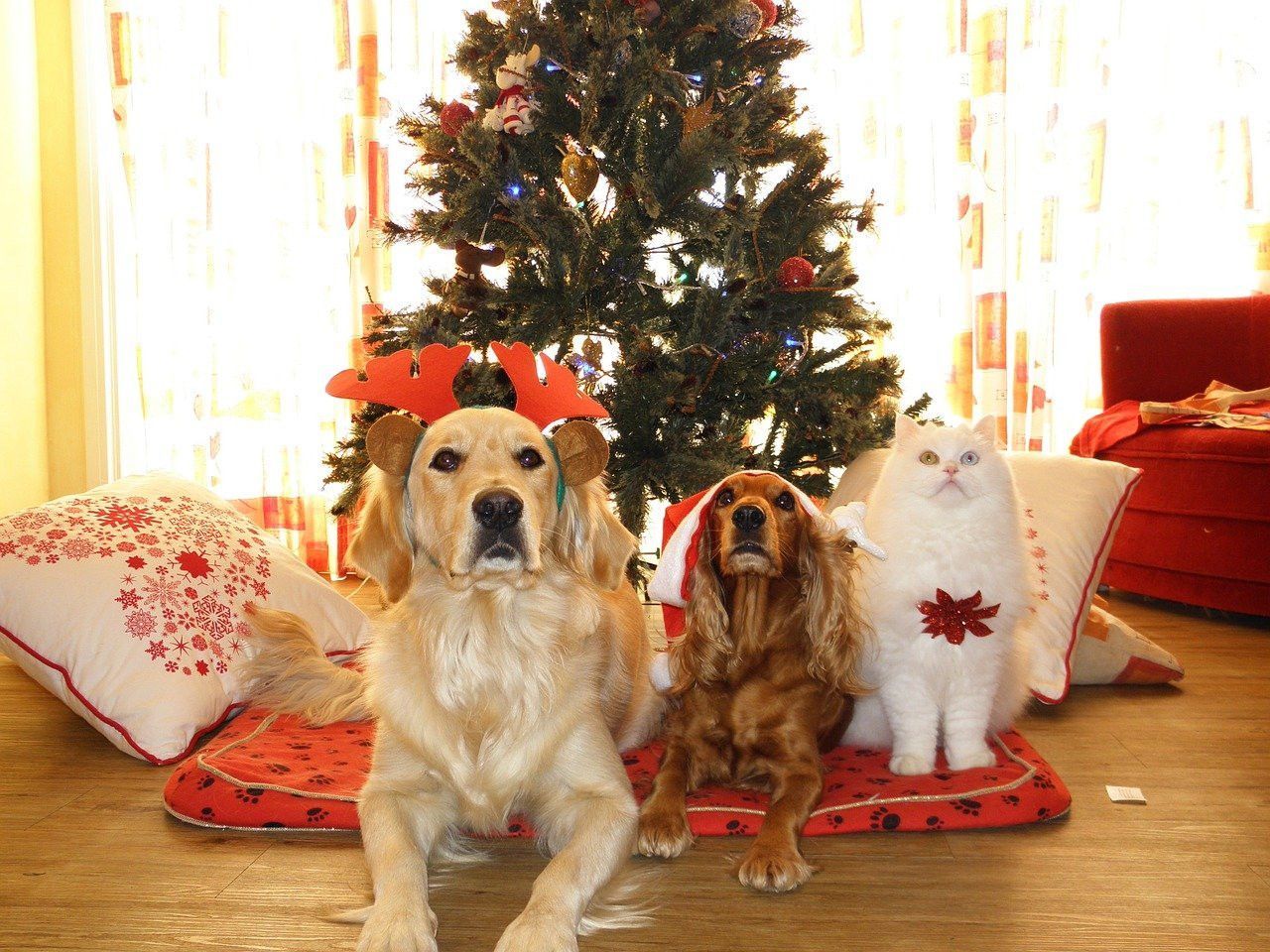 Custom Paws Pet Resort & Spa in Buckner, KY (5)