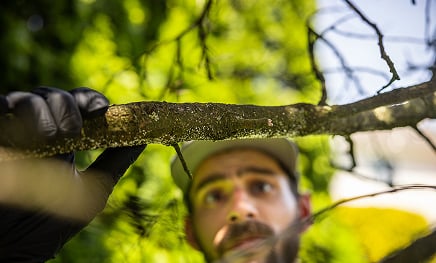 Joshua Tree Experts in Stockertown, PA (3)