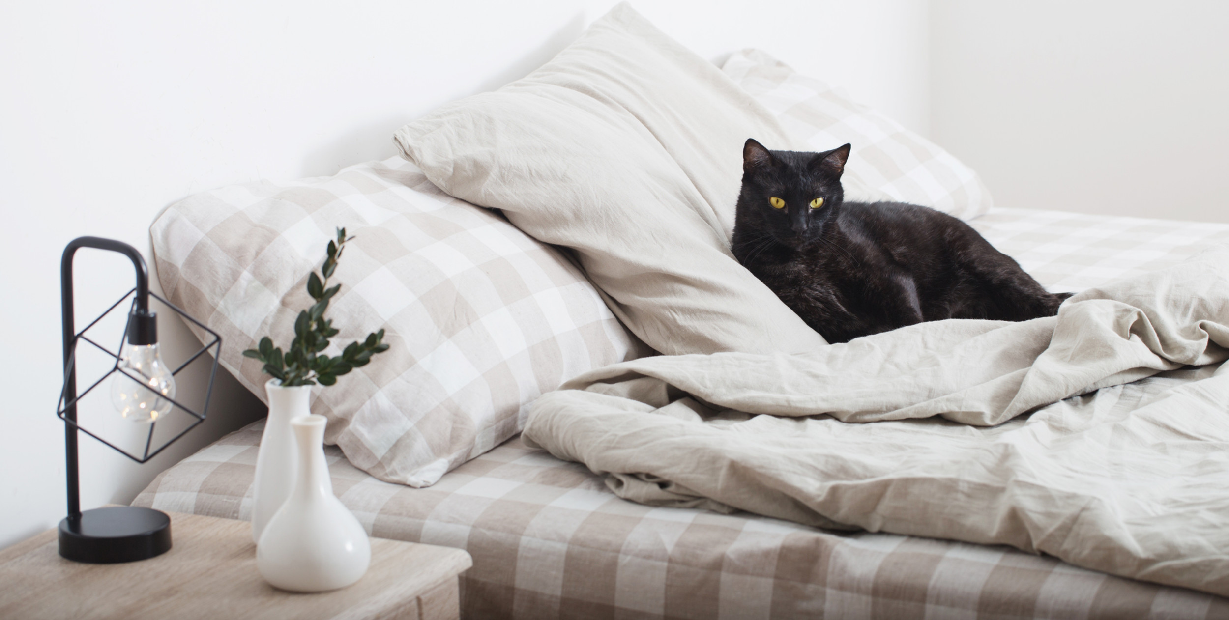 Black Cat Cleaning, LLC in Lewisham, NC (2)