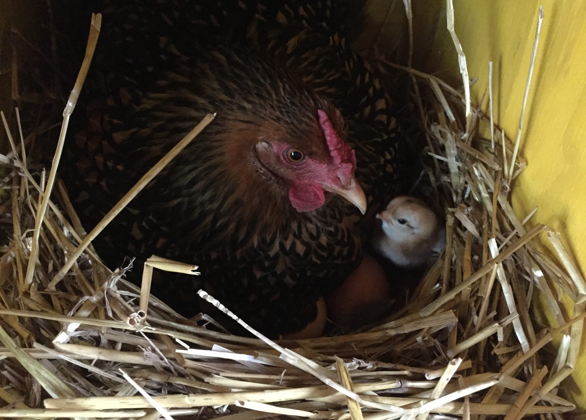 Happy Wife Acres in Fairborn, OH (2)
