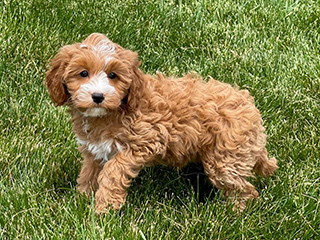 Family Puppies in Nappanee, IN