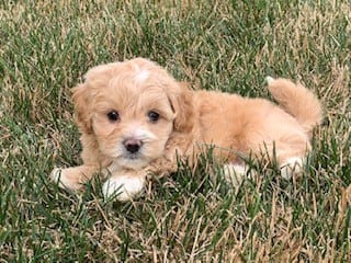 Family Puppies in Nappanee, IN (2)