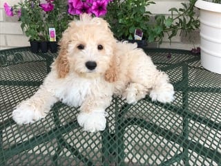 Family Puppies in Nappanee, IN (3)