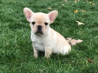 Family Puppies in Nappanee, IN (4)