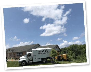 Black's Tree Service LLC in Marietta, OH (3)