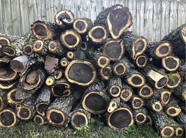 Black's Tree Service LLC in Marietta, OH (5)