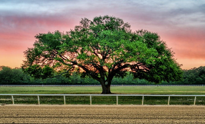 Find Aiken Homes and Farms | Barb Gould Uskup Realtor Aiken SC Real Estate Agent in Aiken, SC (6)