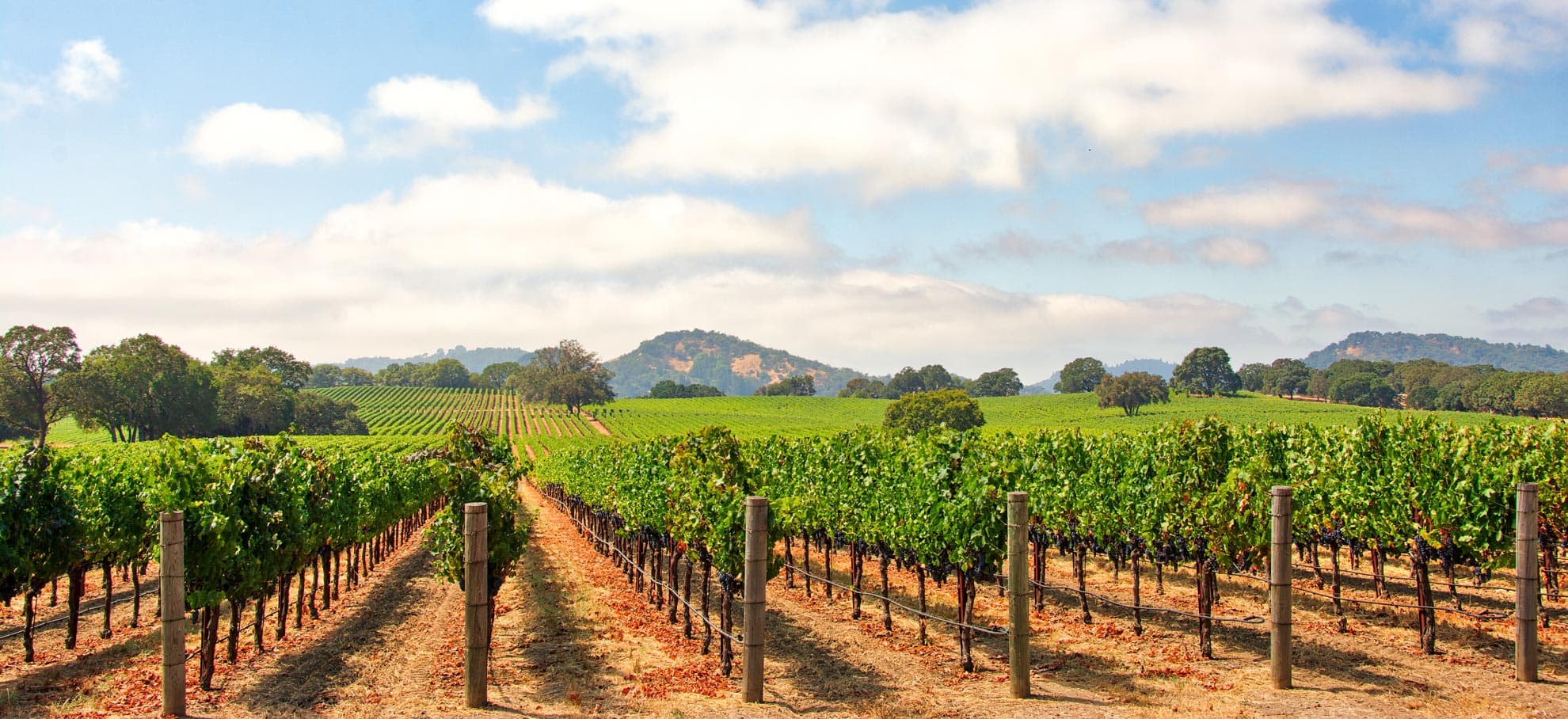 Dal Poggetto & Company LLP in Santa Rosa, CA