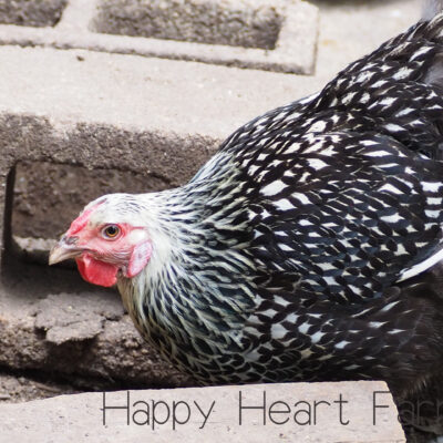HAPPY HEART FARMS, LLC in Live Oak, FL (4)