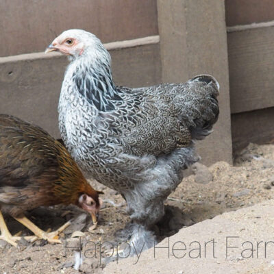 HAPPY HEART FARMS, LLC in Live Oak, FL (6)