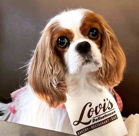 Lovi's Delicatessen in Calabasas, CA (6)