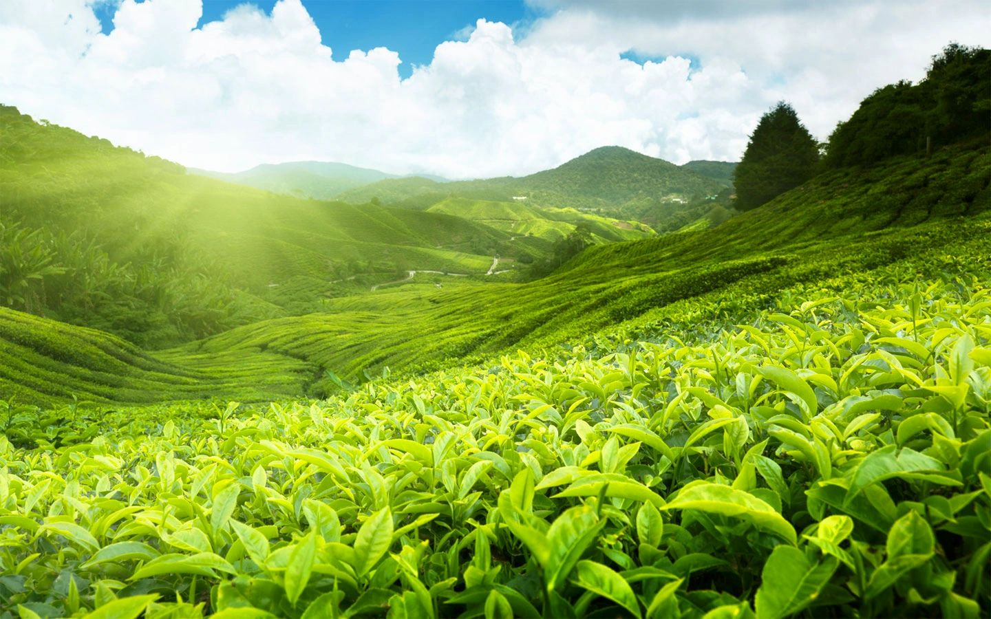 Table Rock Tea Company in Pickens, SC (2)