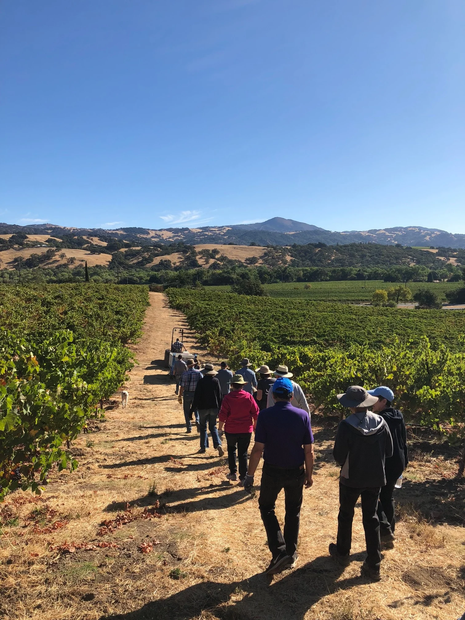 J. Rickards Winery in Cloverdale, CA (2)