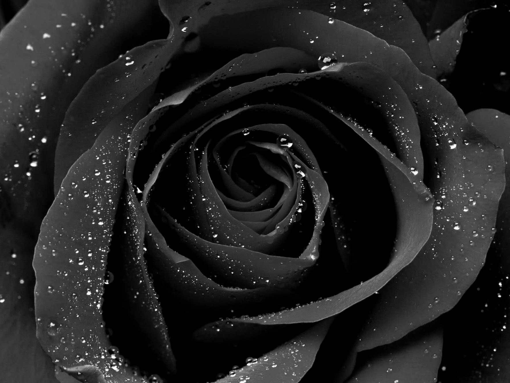 Black Rose Ink & Dye Company in Ocala, FL