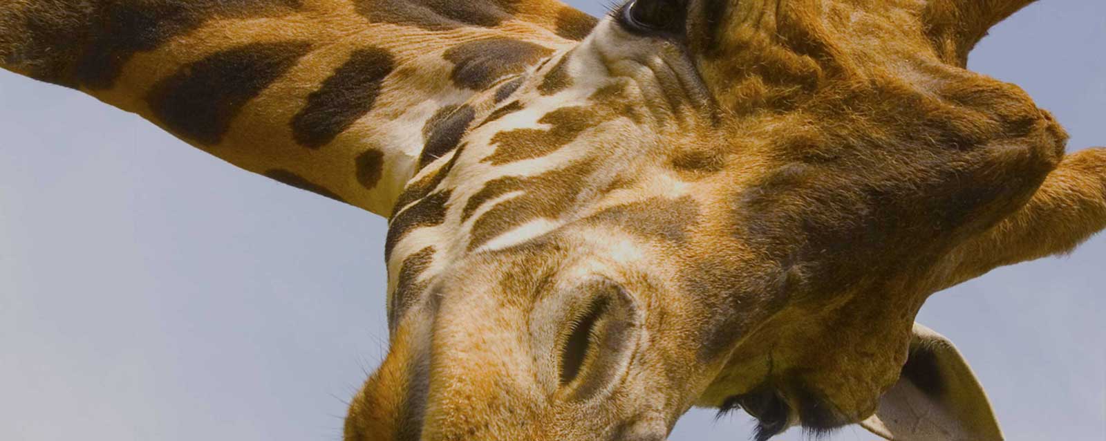 Hovatter’s Wildlife Zoo in Kingwood, WV (2)