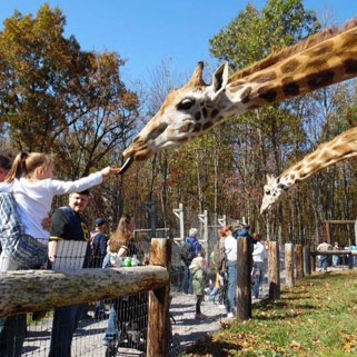 Hovatter’s Wildlife Zoo in Kingwood, WV (3)