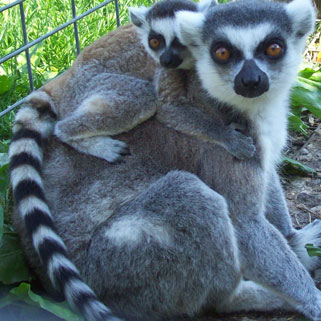Hovatter’s Wildlife Zoo in Kingwood, WV (4)