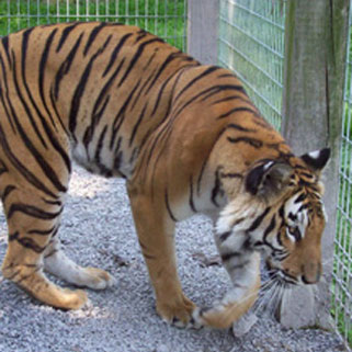 Hovatter’s Wildlife Zoo in Kingwood, WV (5)