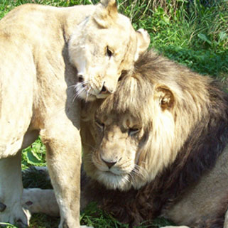 Hovatter’s Wildlife Zoo in Kingwood, WV (6)