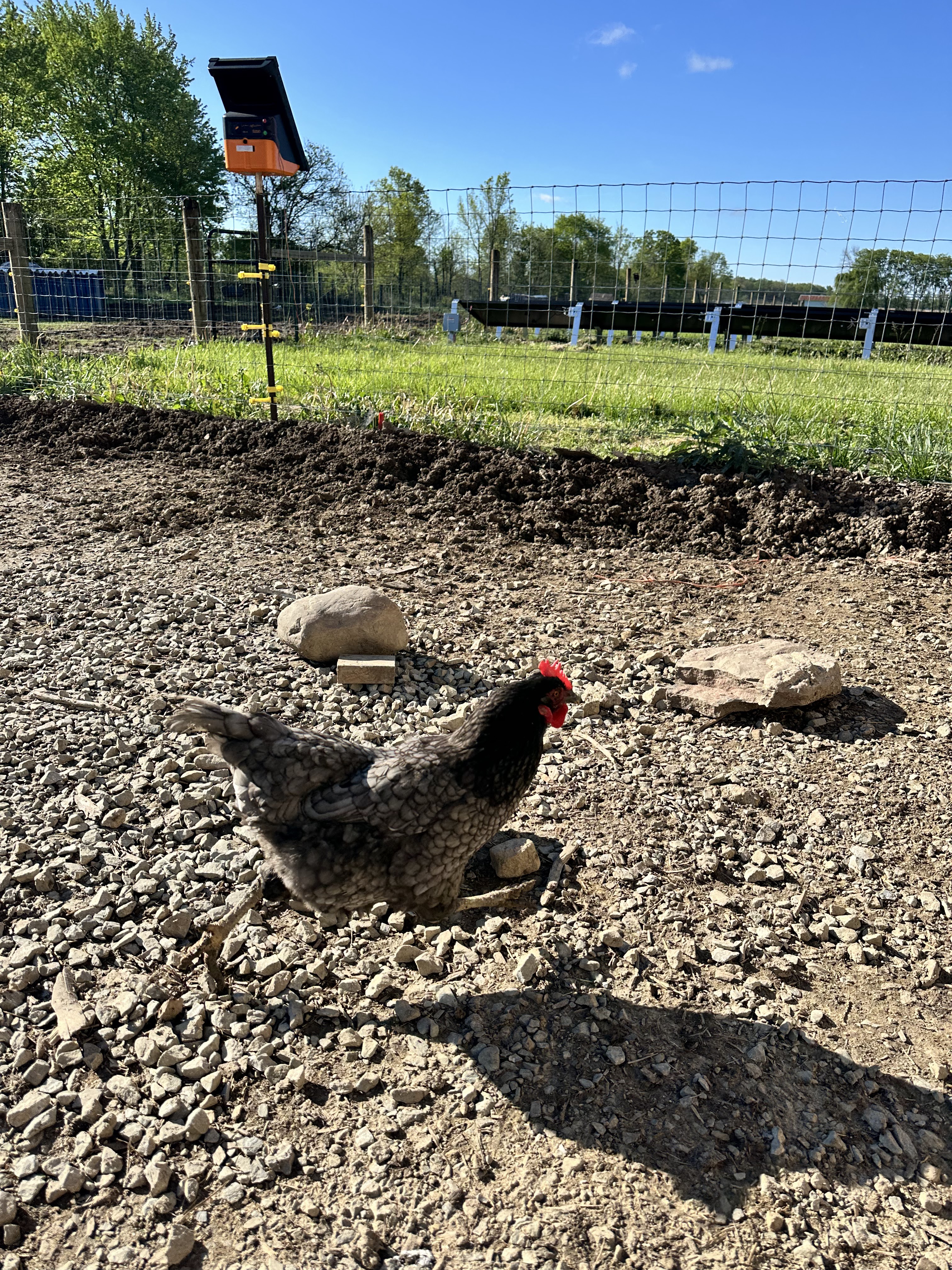 Dalewood Farms in Daleville, IN (2)