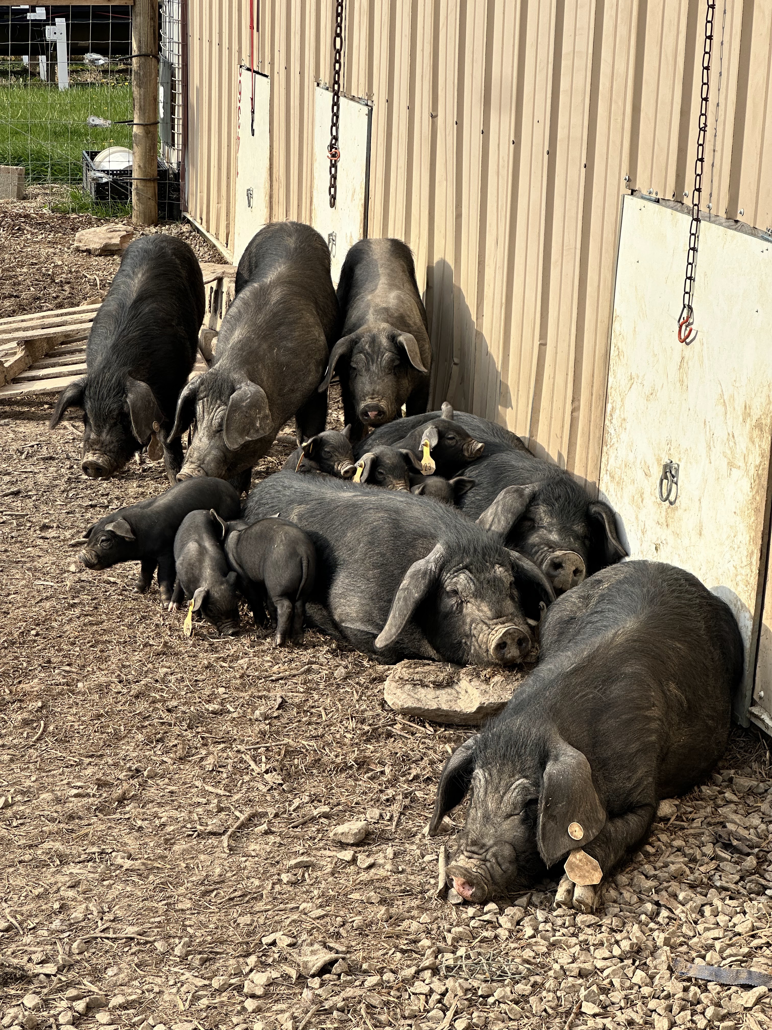 Dalewood Farms in Daleville, IN (3)