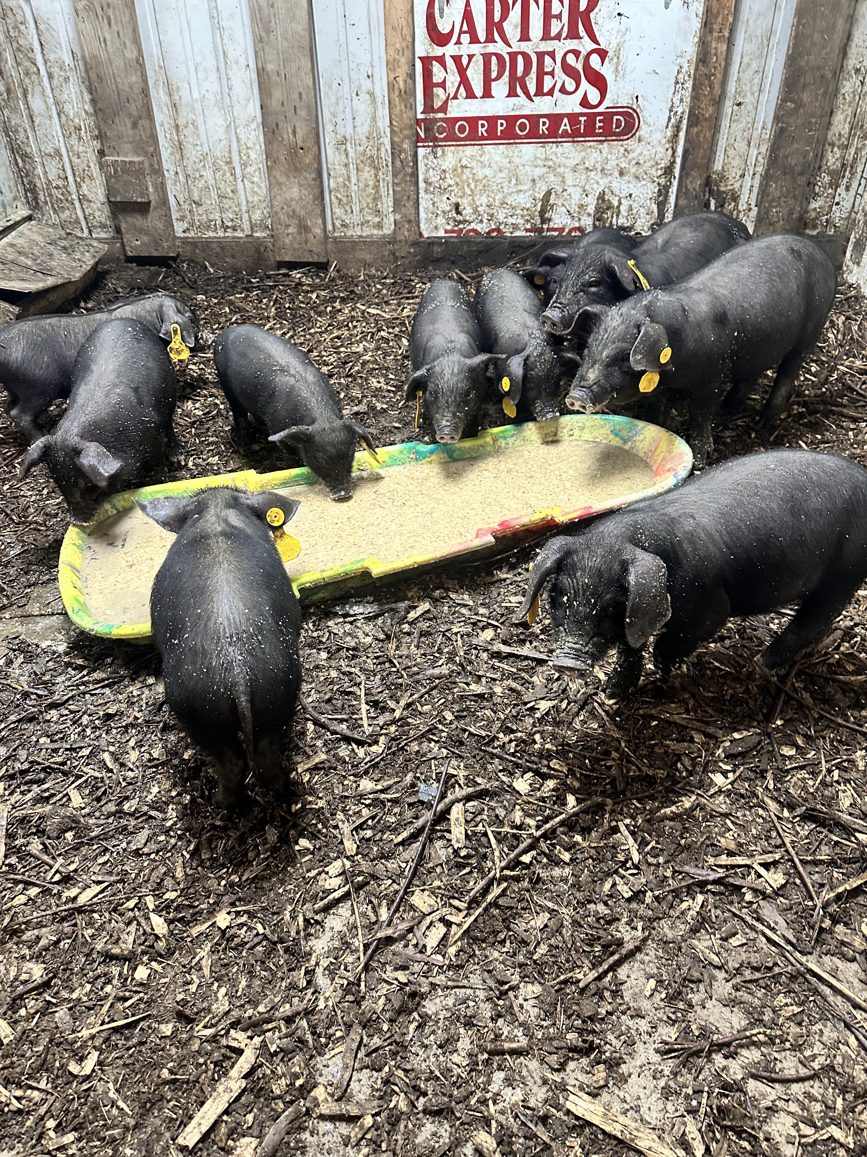 Dalewood Farms in Daleville, IN (5)