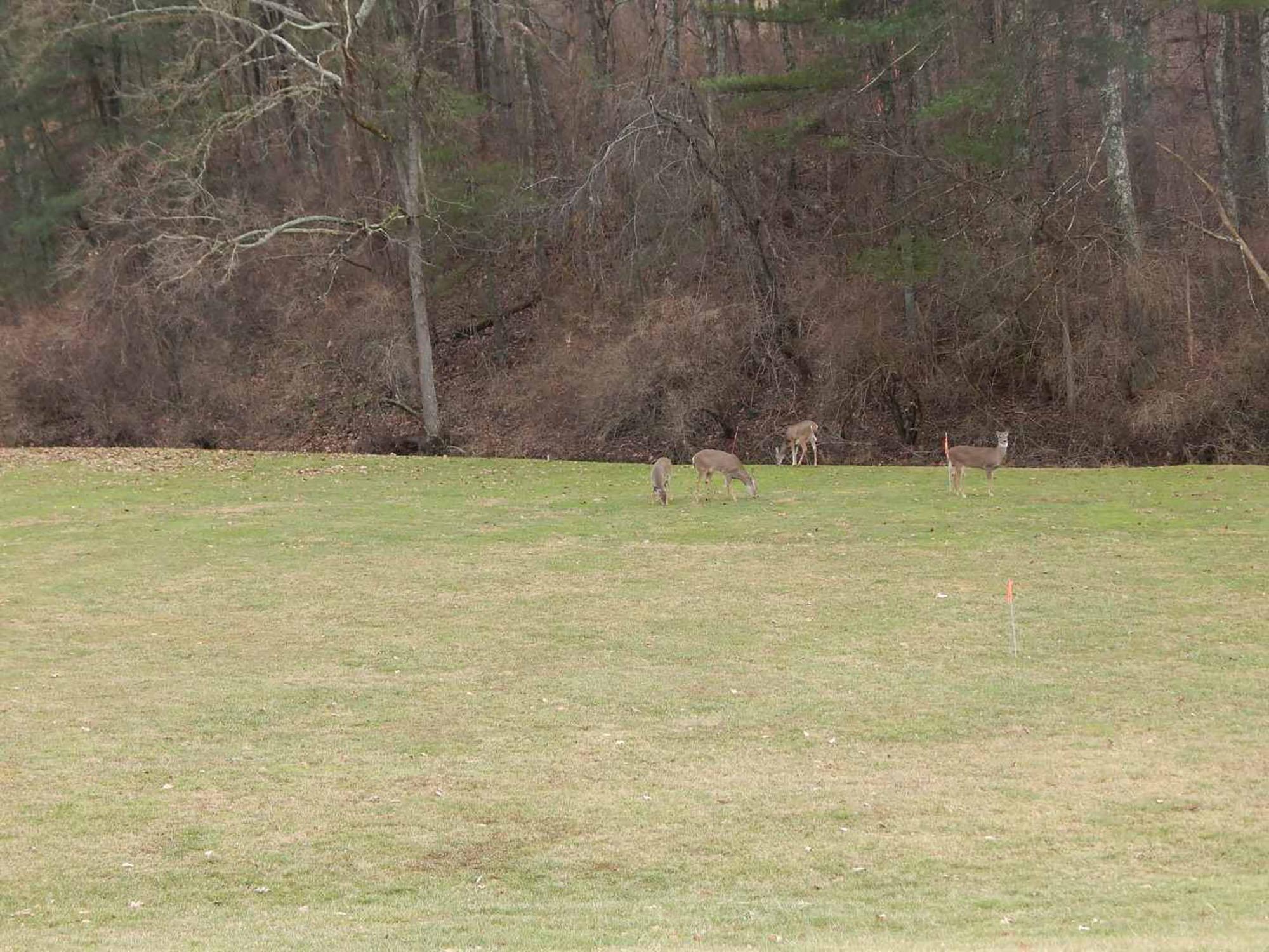 Small Town Realty, LLC in Harrisville, WV (5)