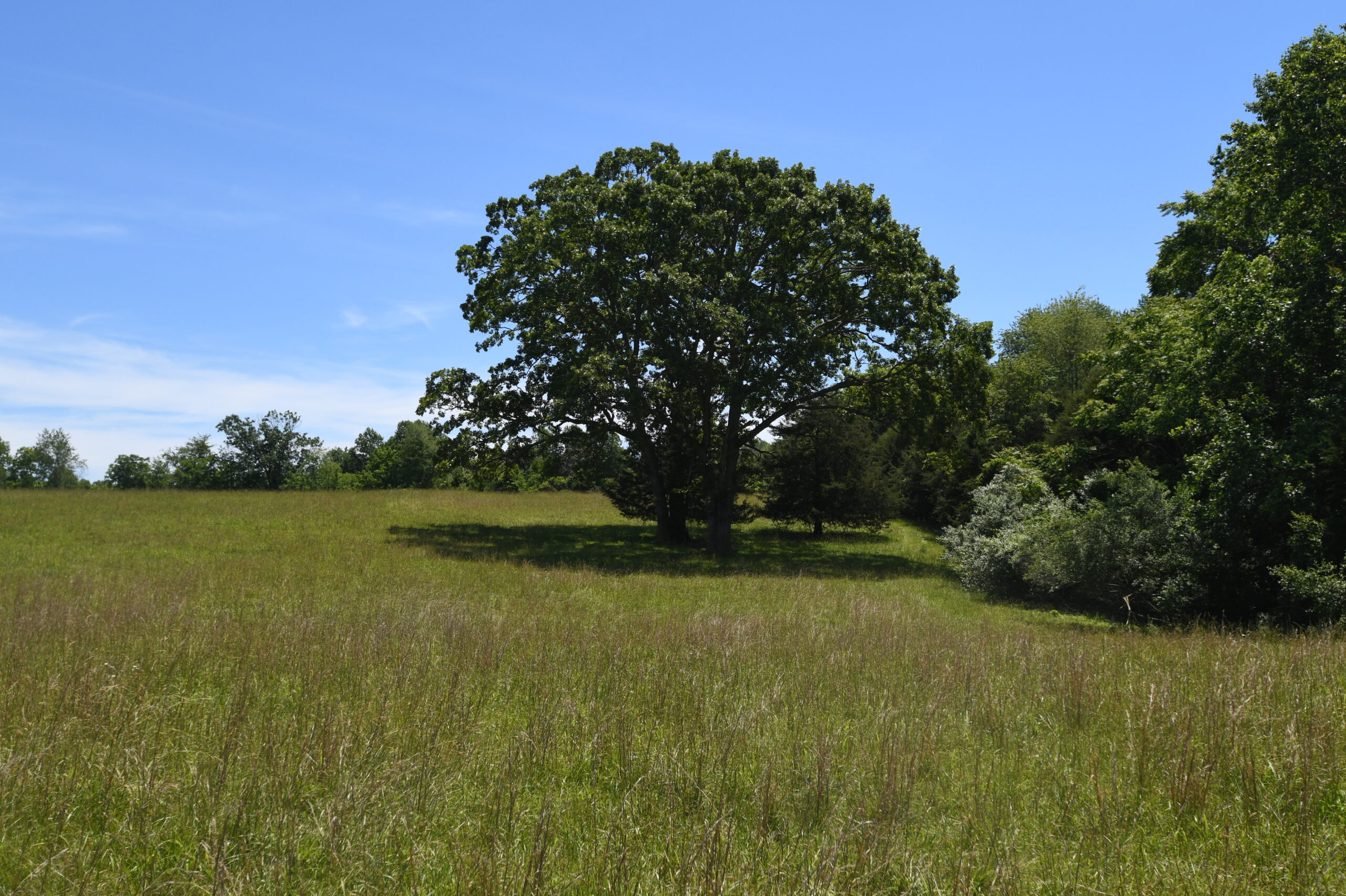 Cheri Woodard Realty in Sperryville, VA (5)