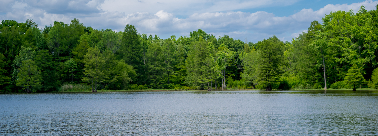 Carol Vandyke -Realtor in Eutawville, SC
